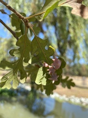Cynips douglasii