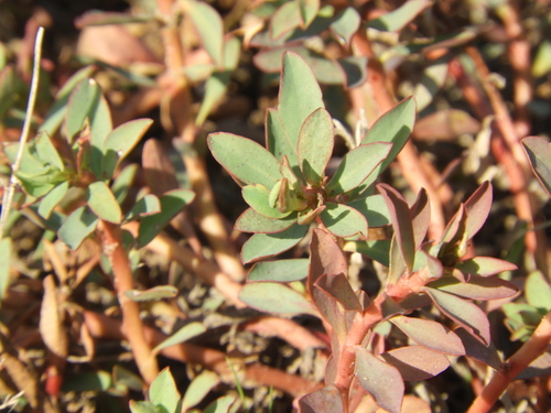 Euphorbia schickendantzii