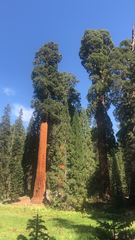 Sequoiadendron giganteum