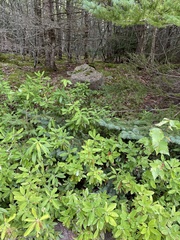 Cladonia verticillata