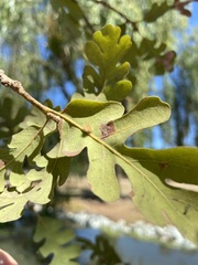 Druon fullawayi