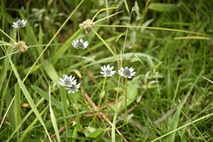 Eryngium scaposum