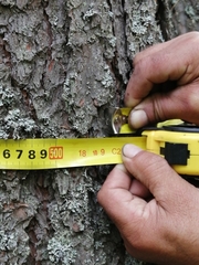 Pinus sibirica