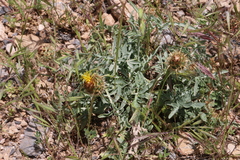 Centaurea collina