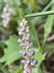 Polygala senega