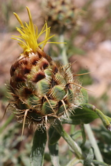 Centaurea collina