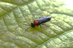 Tenthredinidae
