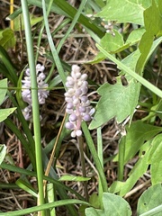 Polygala senega