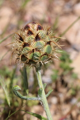Centaurea collina