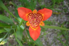 Tigridia pavonia