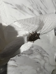 Pentatoma rufipes