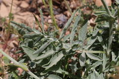 Centaurea collina