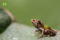 Hidden Robber Frog photo 4