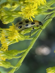 Diabrotica undecimpunctata