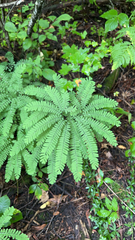 Adiantum