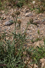 Centaurea collina