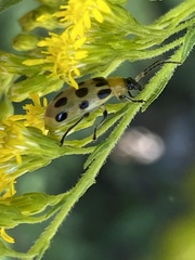 Diabrotica undecimpunctata