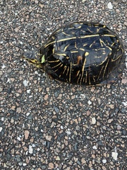 Terrapene carolina bauri