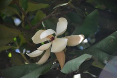 Magnolia sharpii