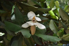 Magnolia sharpii