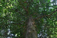 Olmediella betschleriana