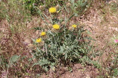 Centaurea pubescens
