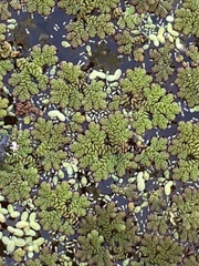 Azolla