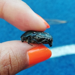 Euphoria westermanni