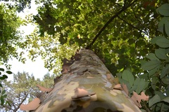 Platanus mexicana