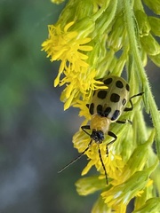 Diabrotica undecimpunctata