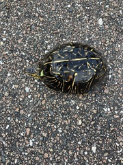 Terrapene carolina bauri