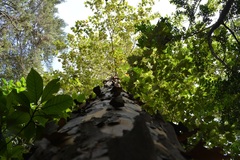 Platanus mexicana