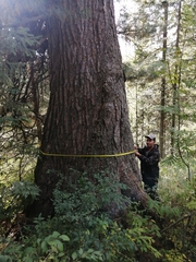 Pinus sibirica