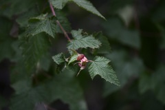 Rubus trilobus