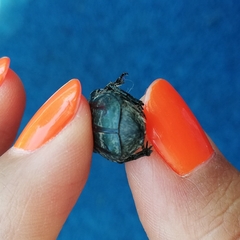 Euphoria westermanni