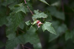 Rubus trilobus