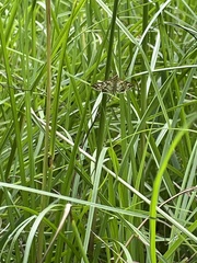 Nomophilini