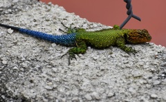 Sceloporus taeniocnemis