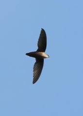 Chaetura pelagica