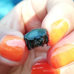 Euphoria westermanni