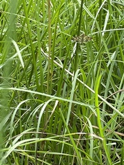 Nomophilini