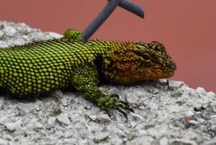 Sceloporus taeniocnemis