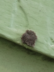 Heteroptera