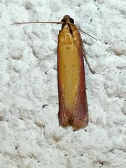 Oncocera semirubella