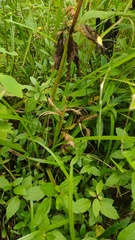Carex schweinitzii