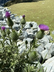 Cirsium vulgare