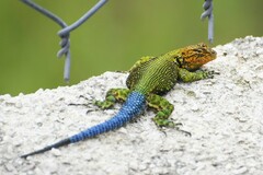 Sceloporus taeniocnemis