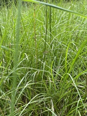 Nomophilini
