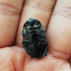 Euphoria westermanni