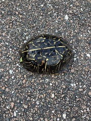 Terrapene carolina bauri